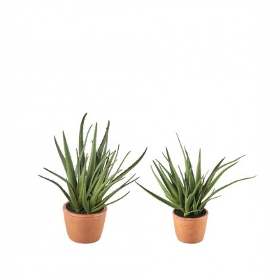 Aloe- set 2 pz