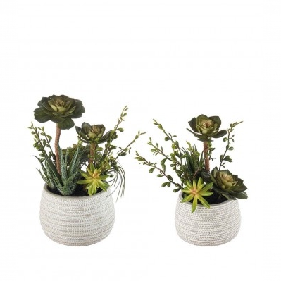 Composizione piante grasse - set 2 pz