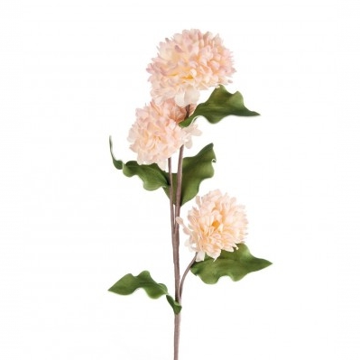 Dalia rosa chiaro
