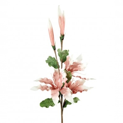 Lilium rosa