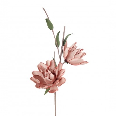 Magnolia Liliiflora rosa
