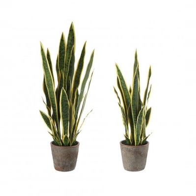 Sanseveria - set 2 pz