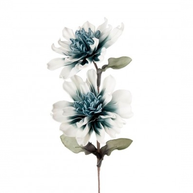 Scabiosa avio
