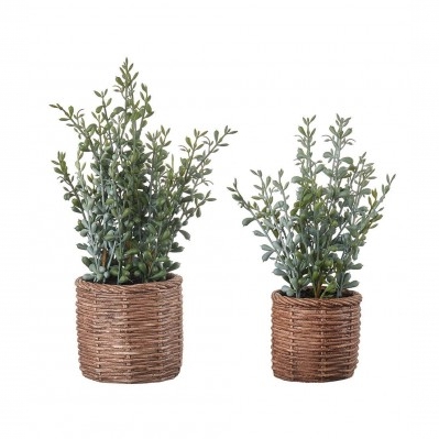 Sedum - set 2 pz