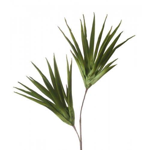 Aloe selvatico verde