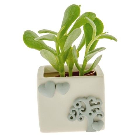 BOMBONIERA PIANTINA CON CUORI E ALBERO DELLA VITA 8 CM