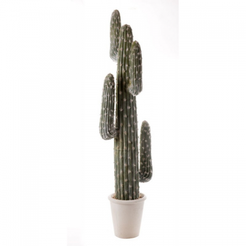 Cactus Da Terra Grande