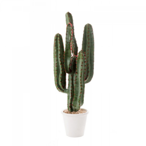 Cactus Da Terra Piccolo