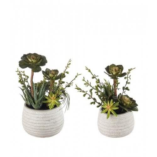 Composizione piante grasse - set 2 pz