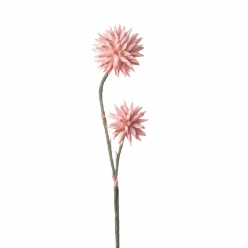 Crisantemo Pompon