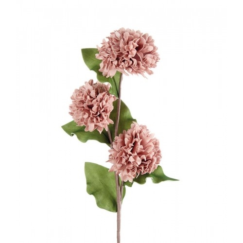 Dalia rosa antico