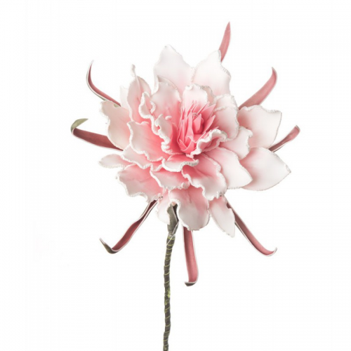Protea Reale - Rosa