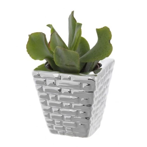 PORTAVASO QUADRO CM. 5x5x5 MATTONCINI CON PIANTINA GRASSA ASSORTITA