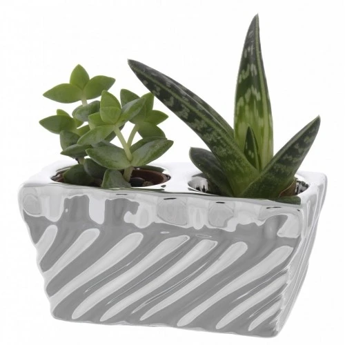 PORTAVASO QUADRO DOPPIO CM. 5x10x5 TORCIGLIONE CON PIANTINE GRASSE ASSORTITE