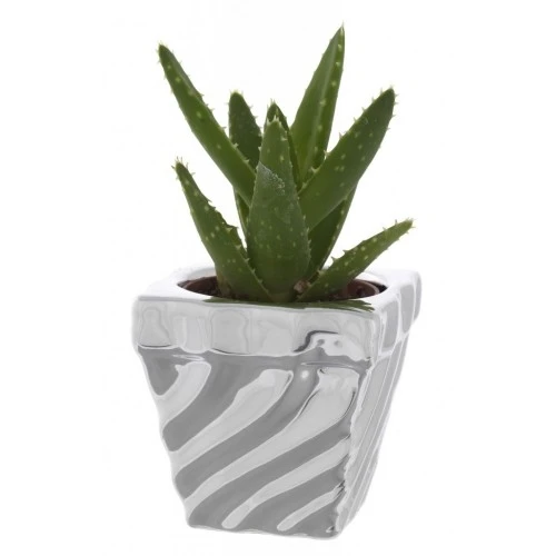 PORTAVASO QUADRO CM. 7x7x7 TORCIGLIONE CON PIANTINA GRASSA ASSORTITA