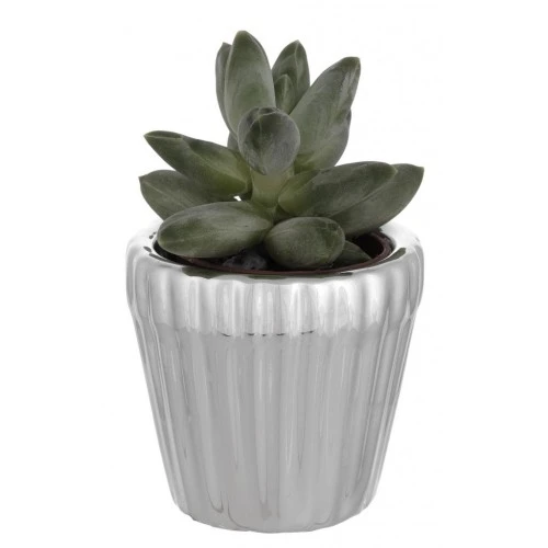 PORTAVASO TONDO CM. 5x5 MILLERIGHE CON PIANTINA GRASSA ASSORTITA