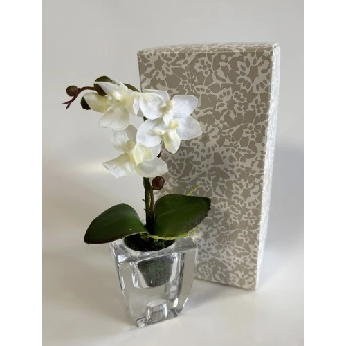 Vasetto con orchidea Claraluna - Offerta Bomboniere