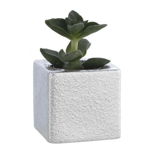 Vasetto con Piantina naturale - Bagutta