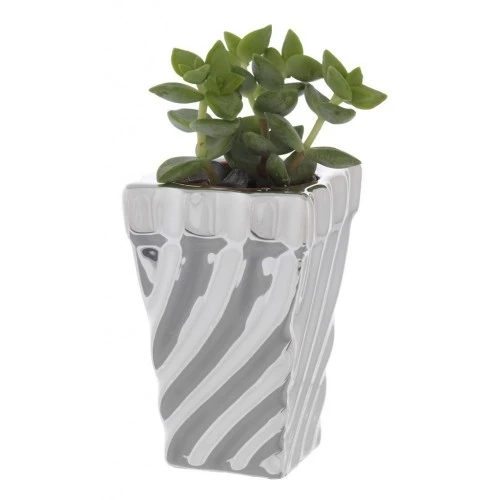 PORTAVASO QUADRO CM. 5x5x7,5 TORCIGLIONE CON PIANTINA GRASSA ASSORTITA