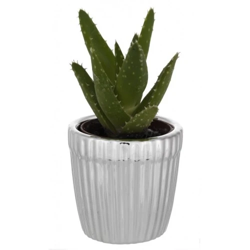 PORTAVASO TONDO CM. 7x7 MILLERIGHE CON PIANTINA GRASSA ASSORTITA