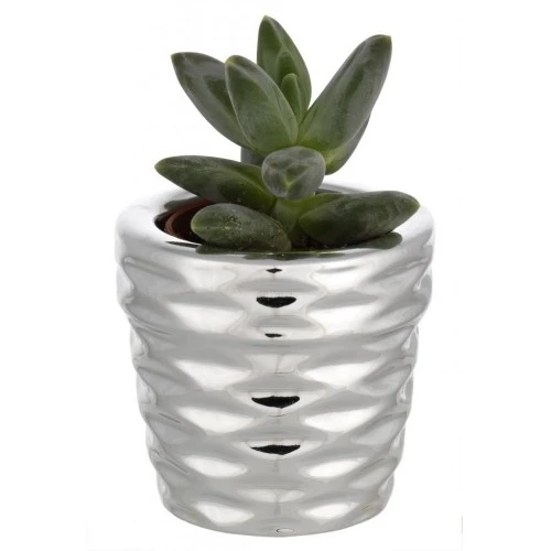 PORTAVASO TONDO CM. 5x5 FESONI CON PIANTINA GRASSA ASSORTITA