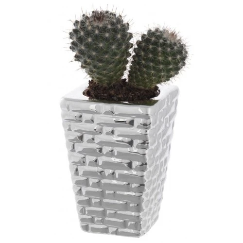 PORTAVASO QUADRO CM. 5x5x7,5 MATTONCINI CON PIANTINA GRASSA ASSORTITA