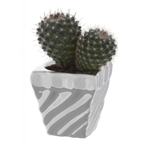 PORTAVASO QUADRO CM. 5x5x5 TORCIGLIONE CON PIANTINA GRASSA ASSORTITA