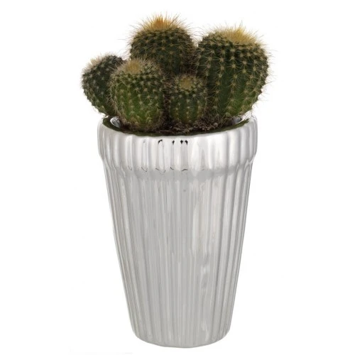 PORTAVASO TONDO CM. 5x7,5 MILLERIGHE CON PIANTINA GRASSA ASSORTITA