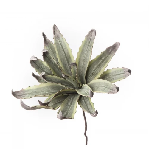 Agave