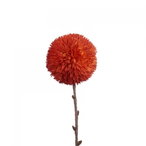Allium Arancio