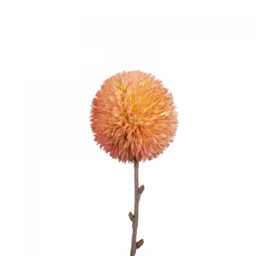 Allium Rosa