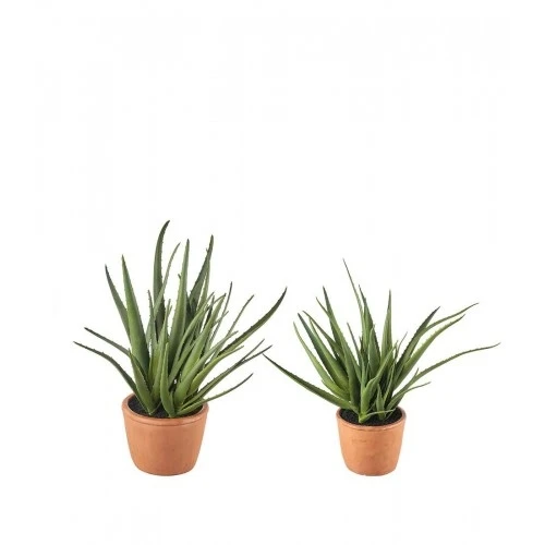 Aloe- set 2 pz