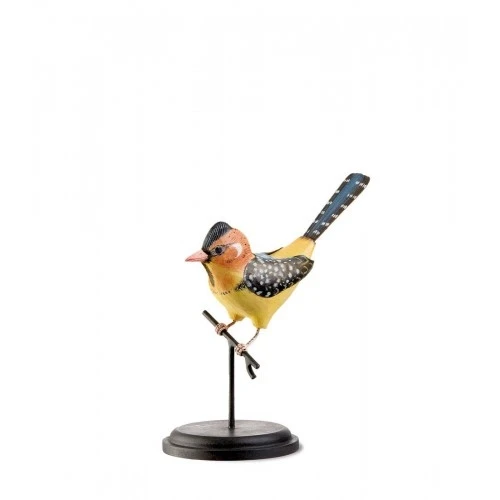 Barbuto Testarossa decorativo