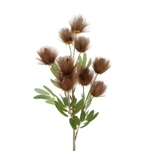 Callistemone Citrinus bronzo