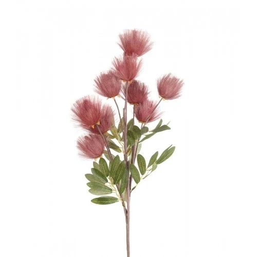 Callistemone Citrinus rosa antico