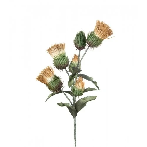 Cardo Silvestre nocciola