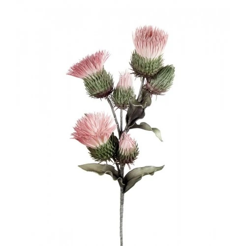 Cardo Silvestre rosa