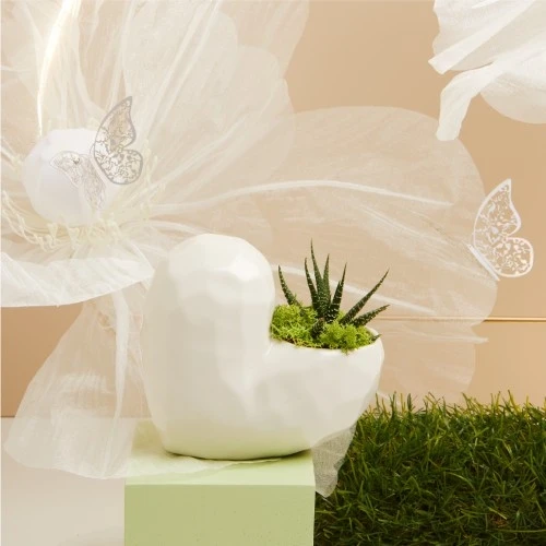 CASPEAU BIANCO ALTO CON PIANTINA GRASSA - CLARALUNA 2025