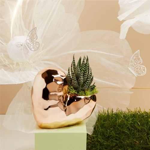 CASPEAU ORO ROSA ALTO CON PIANTINA GRASSA - CLARALUNA 2025