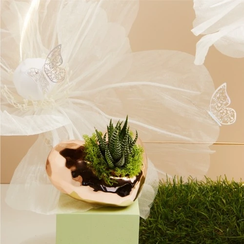 CASPEAU ORO ROSA BASSO CON PIANTINA GRASSA - CLARALUNA 2025