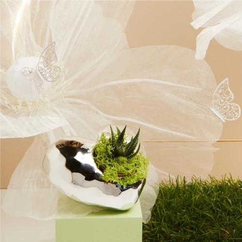 CASPEAU SILVER BASSO CON PIANTINA GRASSA - CLARALUNA 2025