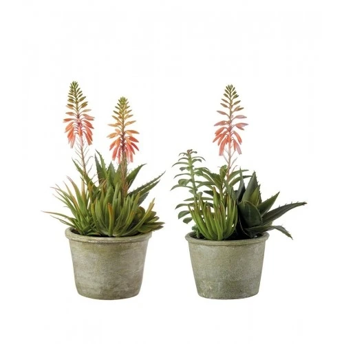 Composizione piante grasse - set 2 pz
