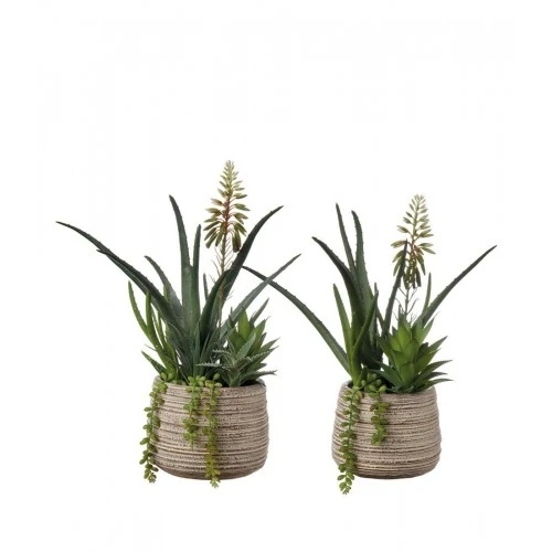 Composizione piante grasse - set 2 pz