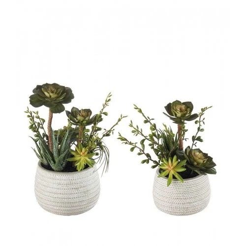 Composizione piante grasse - set 2 pz