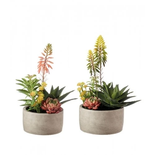 Composizione piante grasse - set 2 pz