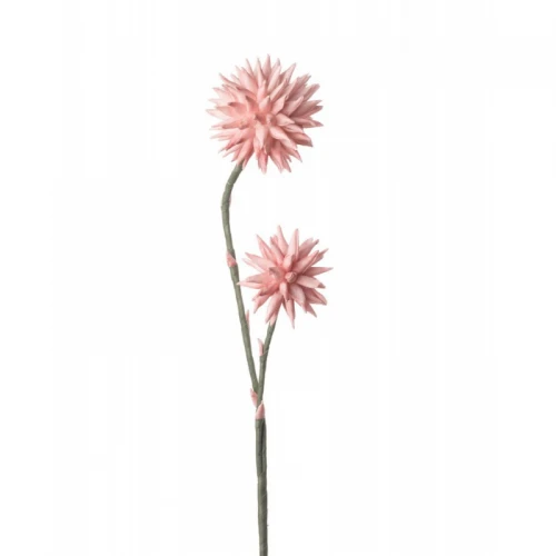 Crisantemo Pompon