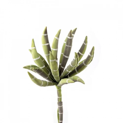 Echeveria Bianco/Verde