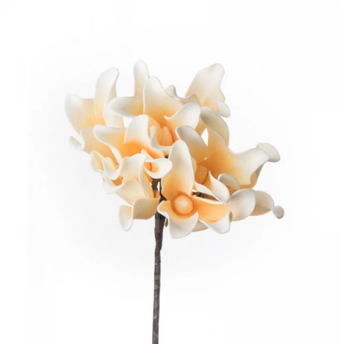 Frangipani