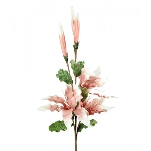 Lilium rosa