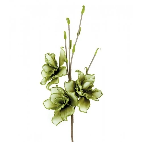 Magnolia Grandiflora verde